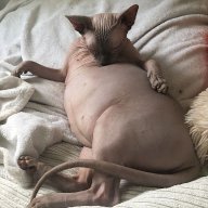 Sammy