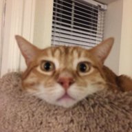 bingus