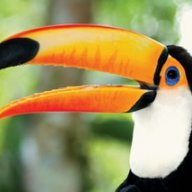 Mr. Toucan