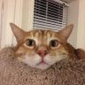 bingus