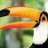 Mr. Toucan